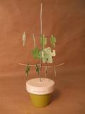 arbre miniature